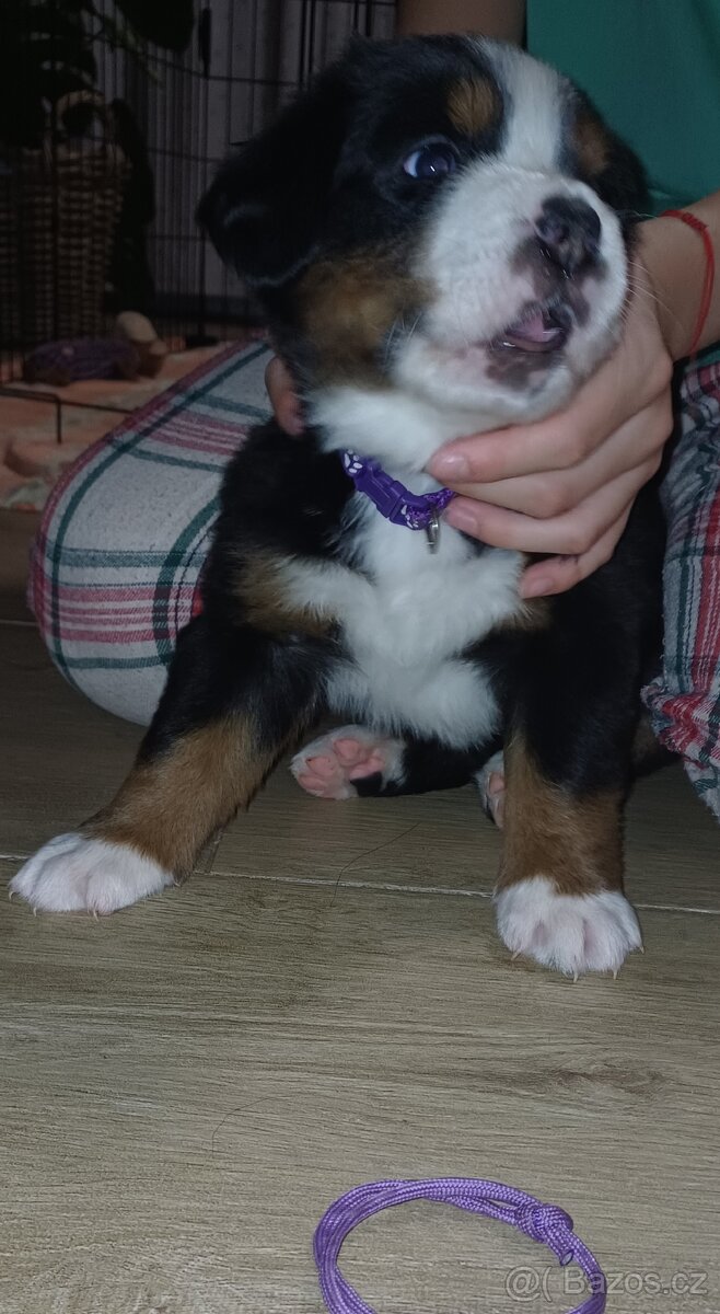 BERNSKÝ SALAŠNICKÝ - ZIMNÍ EDICE ❄️ (BSP) - 4