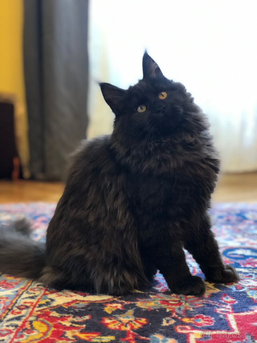 Mainská mývalí s PP - 4