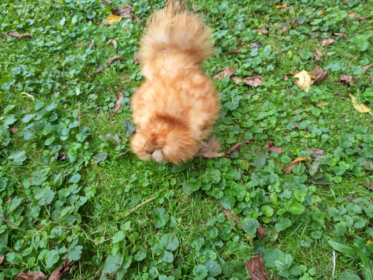 hedvábnička kohoutek - 4