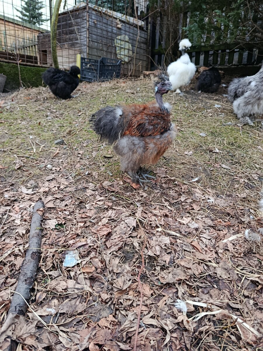 Hedvábnička kohouti - 4