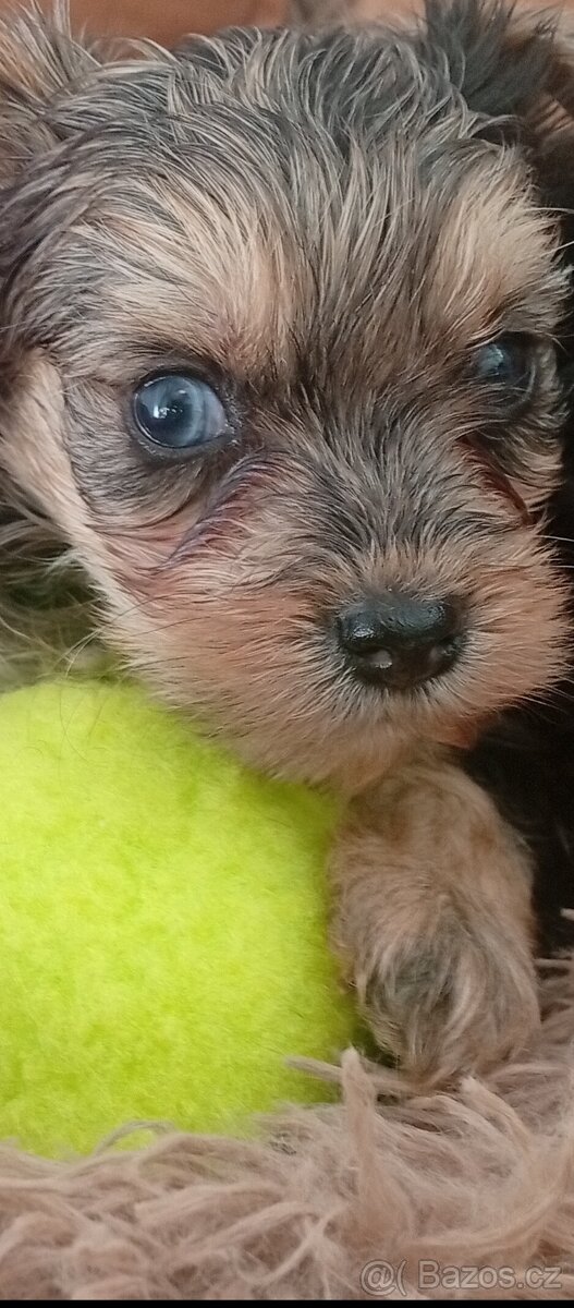 Jorkšírský teriér,Merle, Jorkšír,Biewer - 4