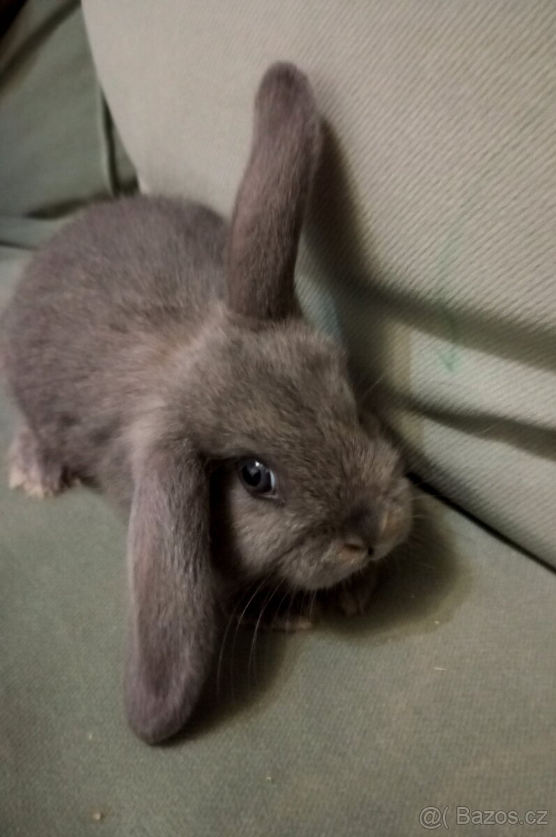 Zakrslý beránek králíček - 4