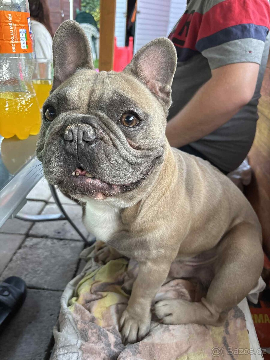 Francouzsky buldoček ke kryti - 4