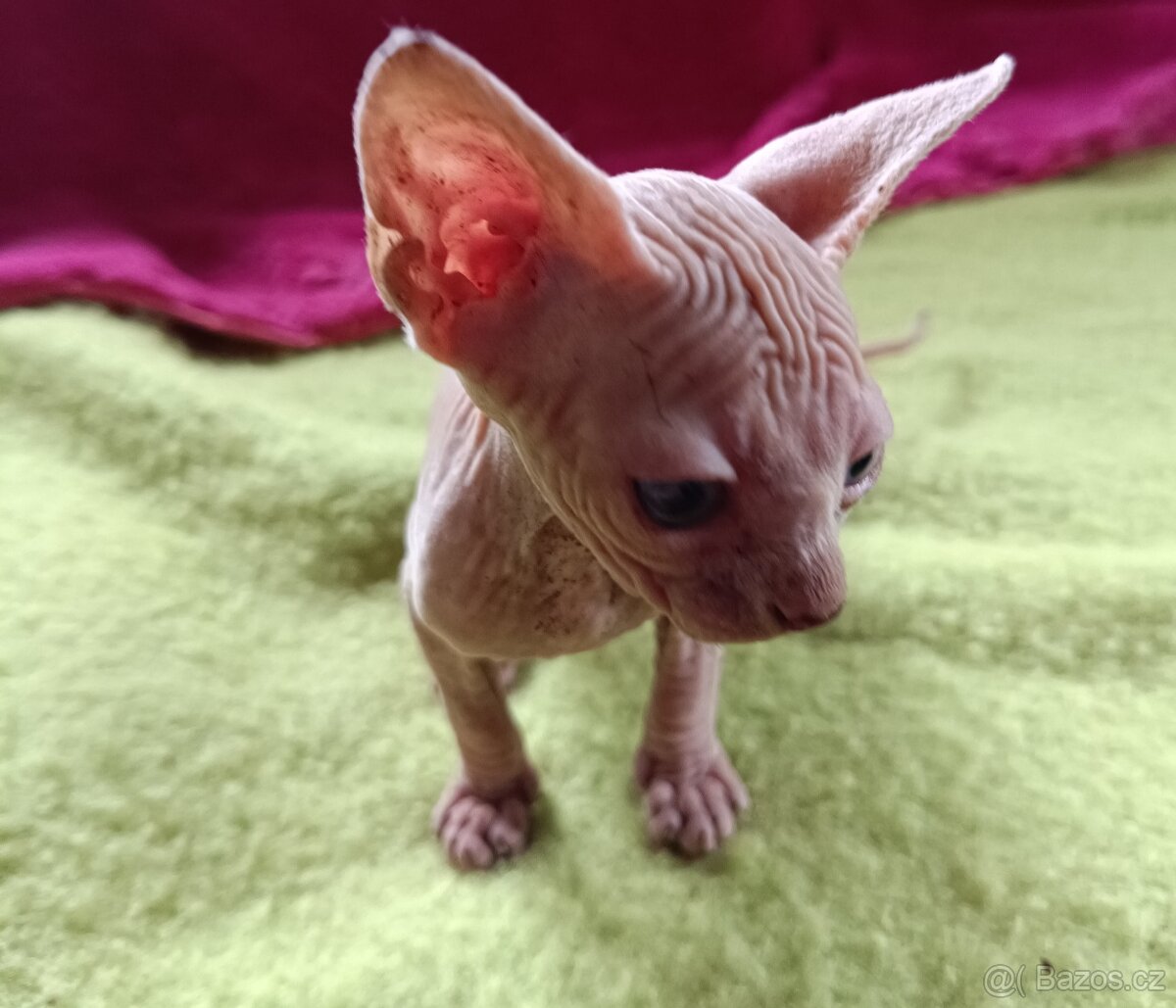 Sphynx bez PP - 4