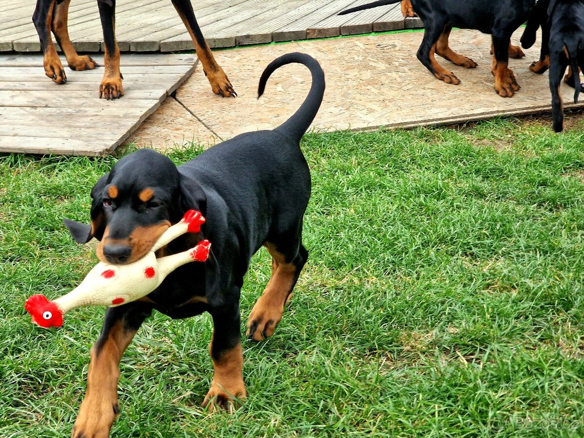 Black and Tan Coonhound - 4