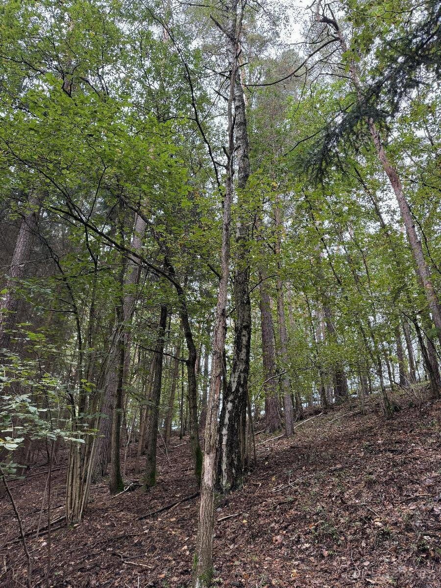 Prodám pozemky v k.ú. Mohuřice, p.č. 440 , 434/1 a 434/3 - 4