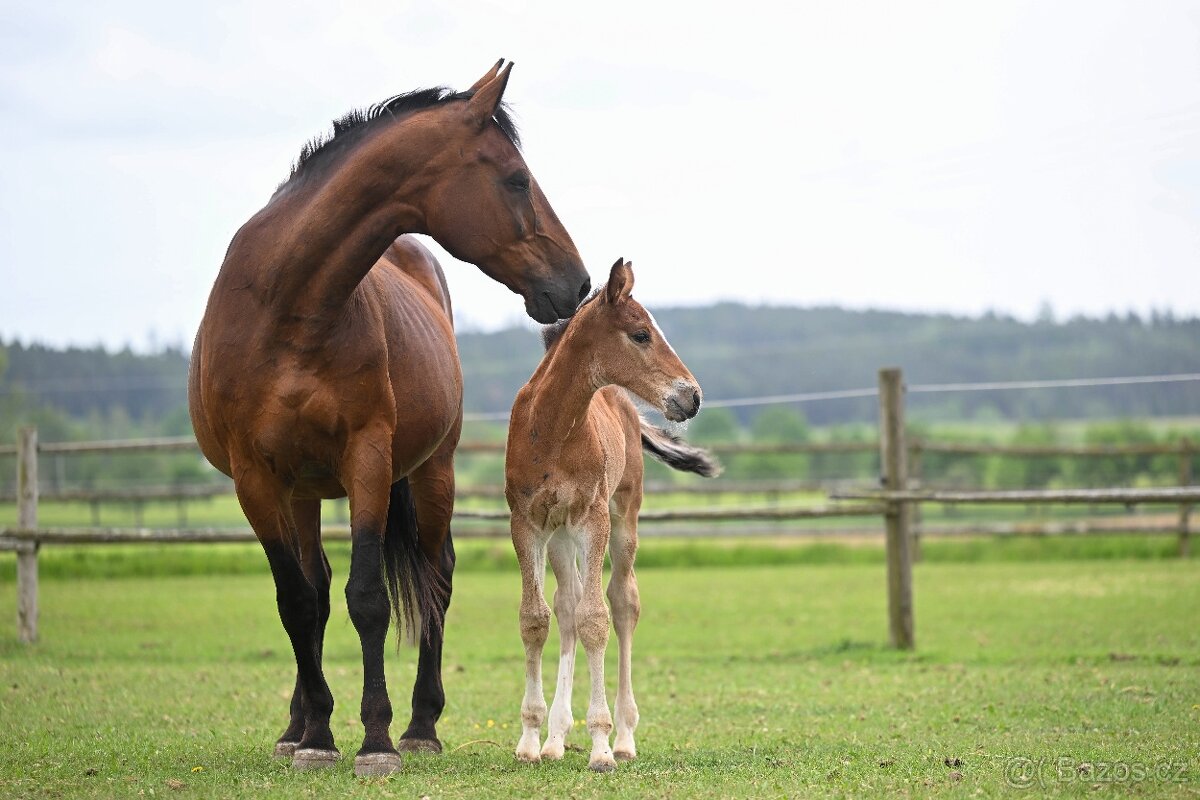 Chovná klisna po Carismo - 4
