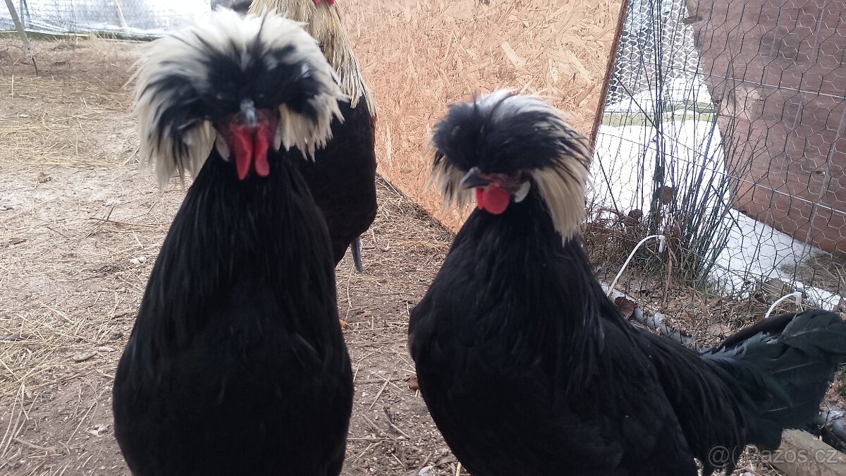 Holandská chocholatá slepice - kohouti - 4