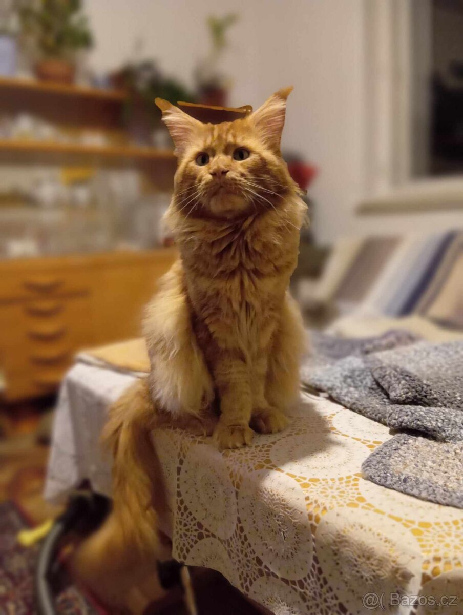 mainský kocour bez oo ke krytí - 4