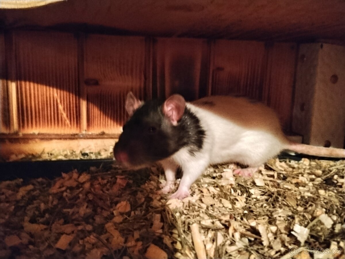 Prodám potkany 🐀🐀 - 4