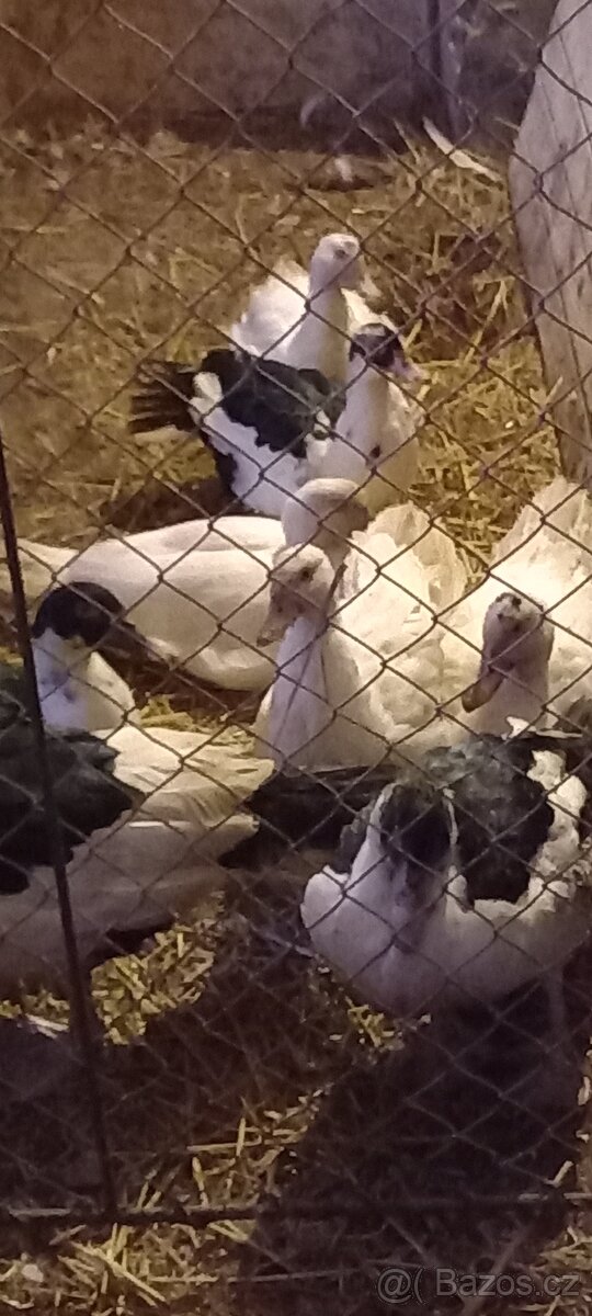 Prodám kachňata - 4