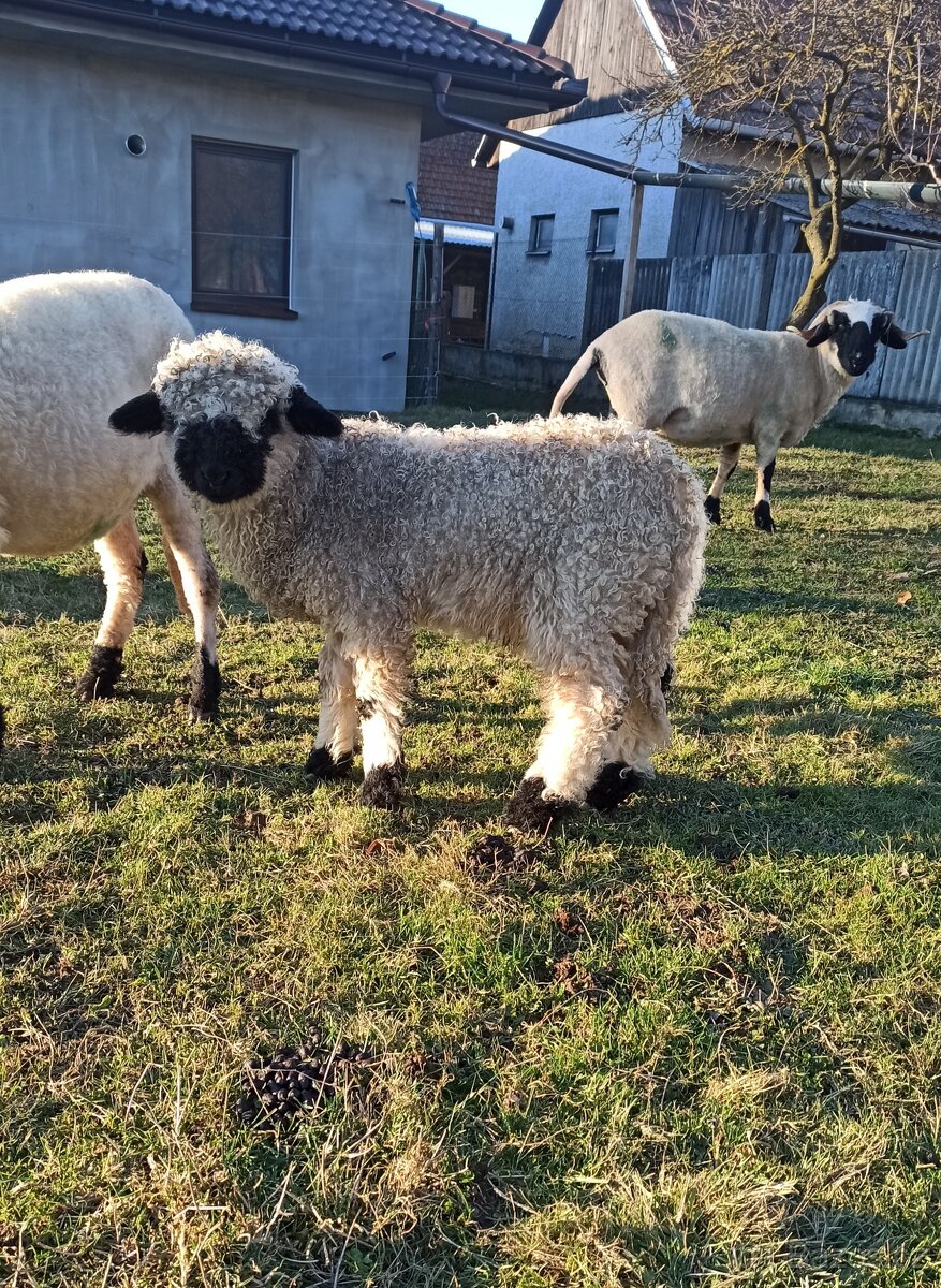 Walliserská černonosá ovce - beránek, walliser - 4