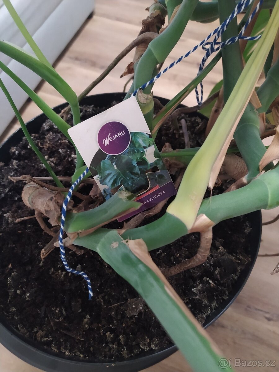 Pokojovka Monstera deliciosa - 4