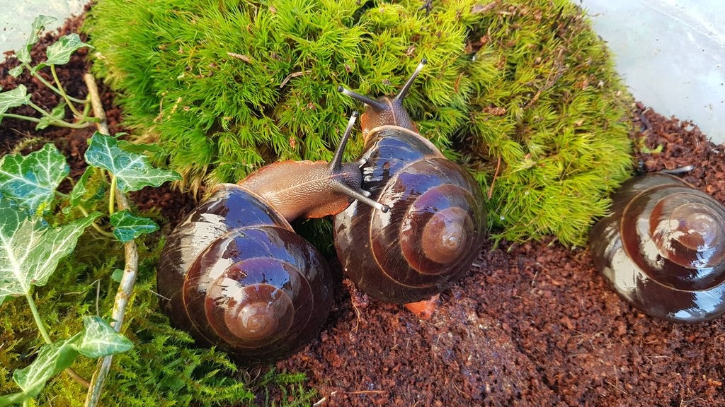 Šneci Pleurodonte excellens Dominican republic - 4