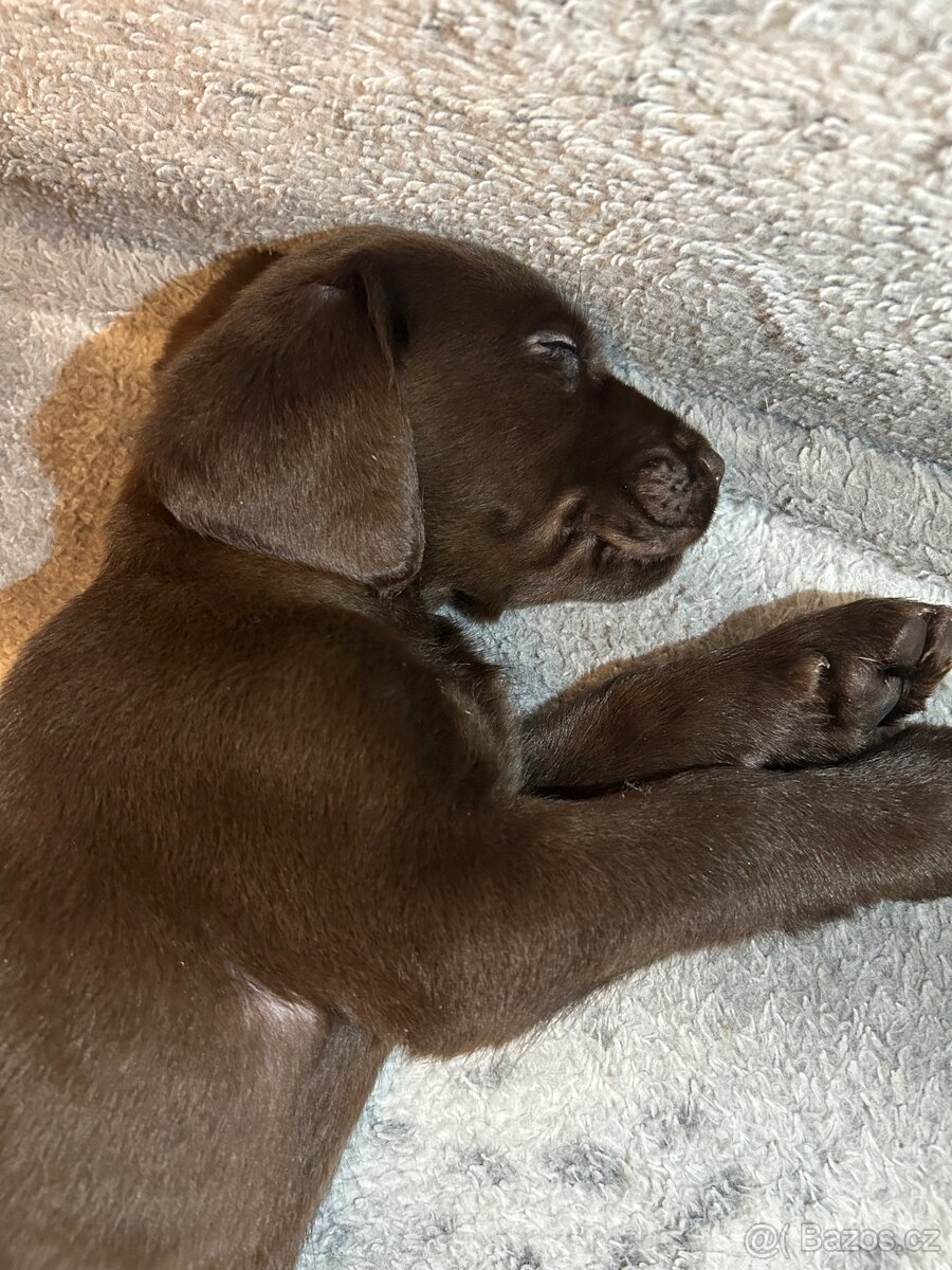 Labradorský retrívr HNĚDÝ - 4