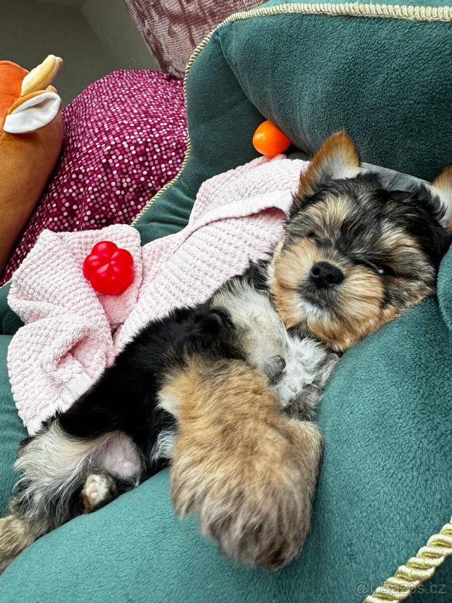 Yorkšírský terier - 4