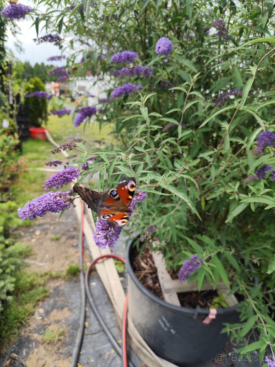 Motýli keř (různé druhy Barvy) - 4