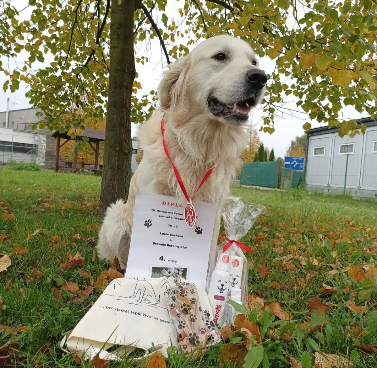 Chovný zlatý retrívr s PP ke krytí - 4