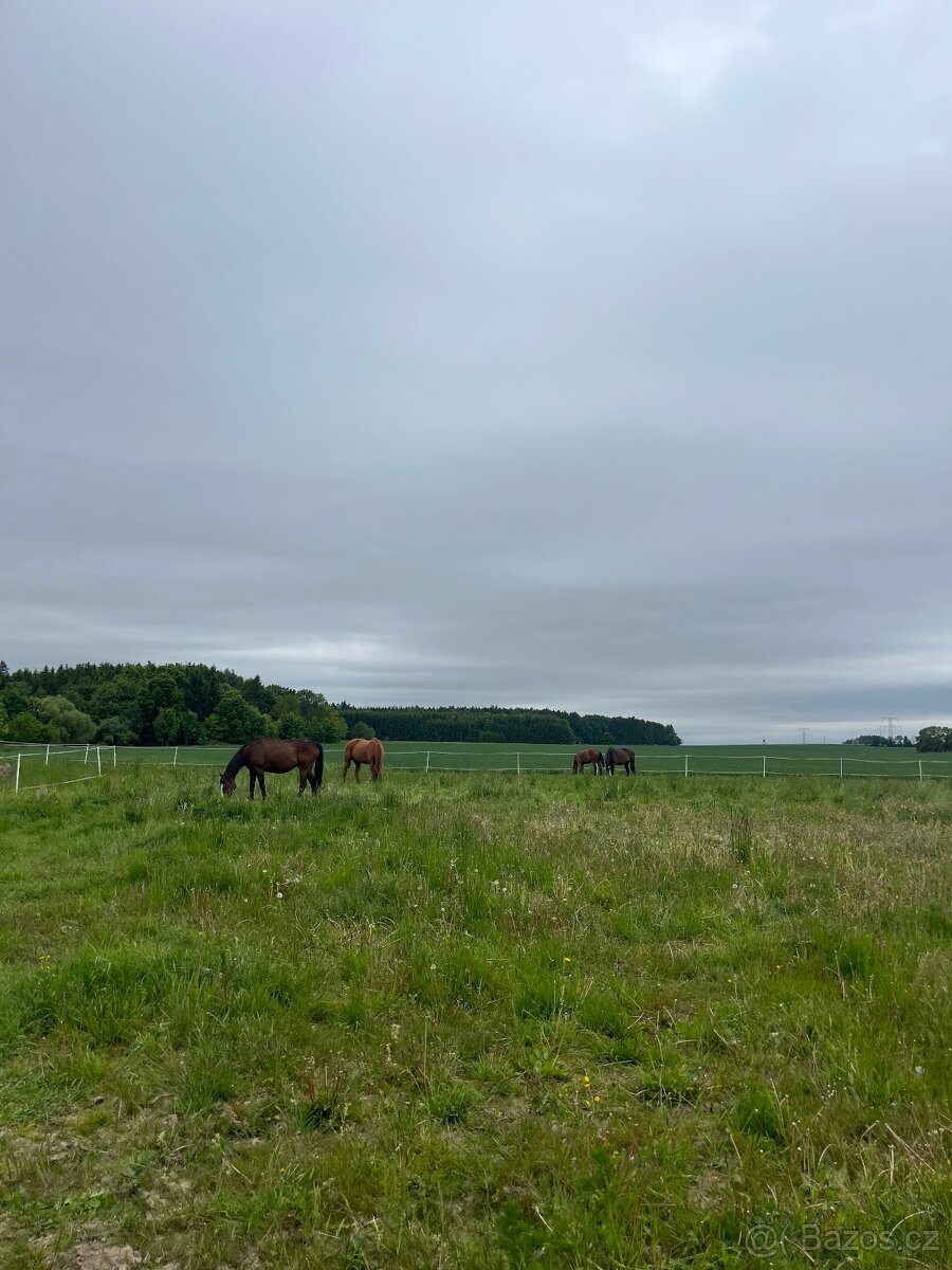 Pastevní ustájení v klidné rodinné stáji od JARA - 4