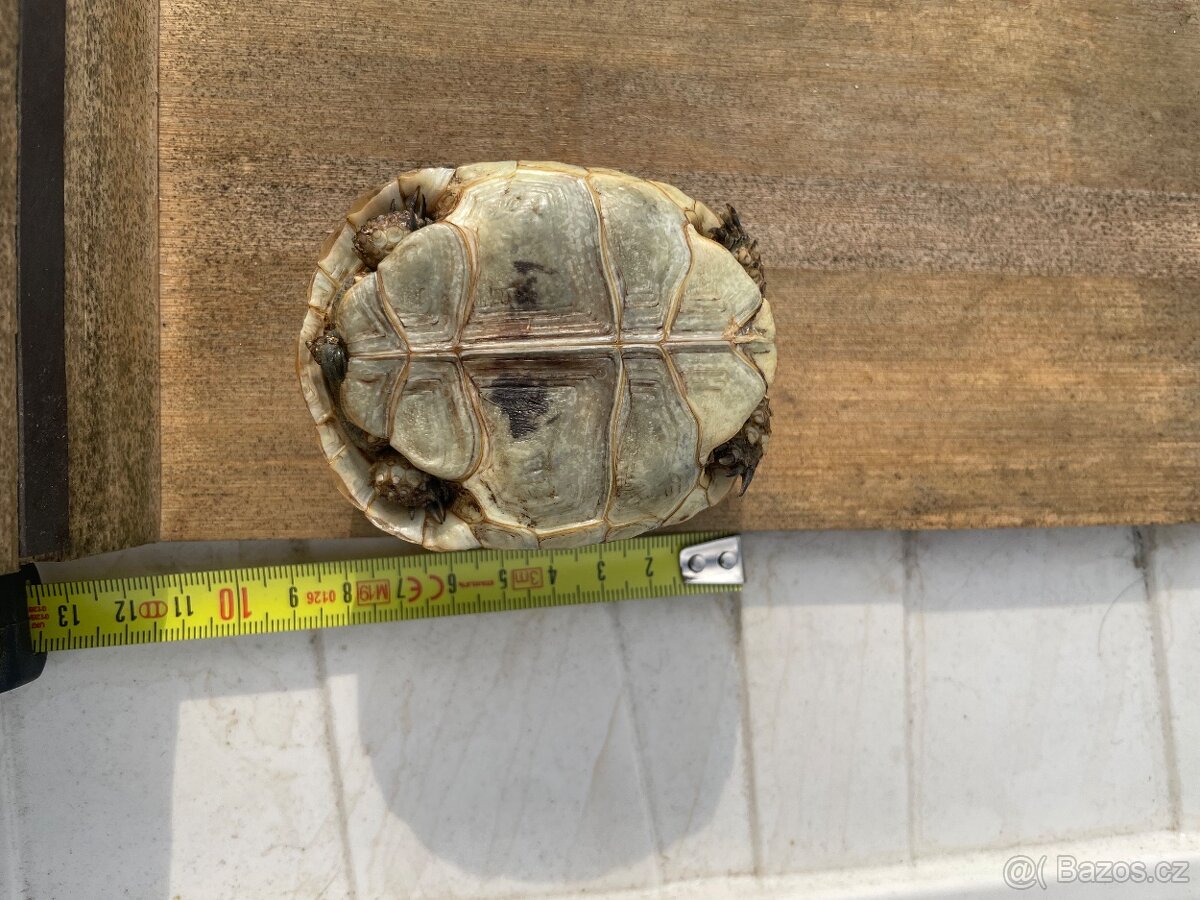 Suchozemska zelva - 4