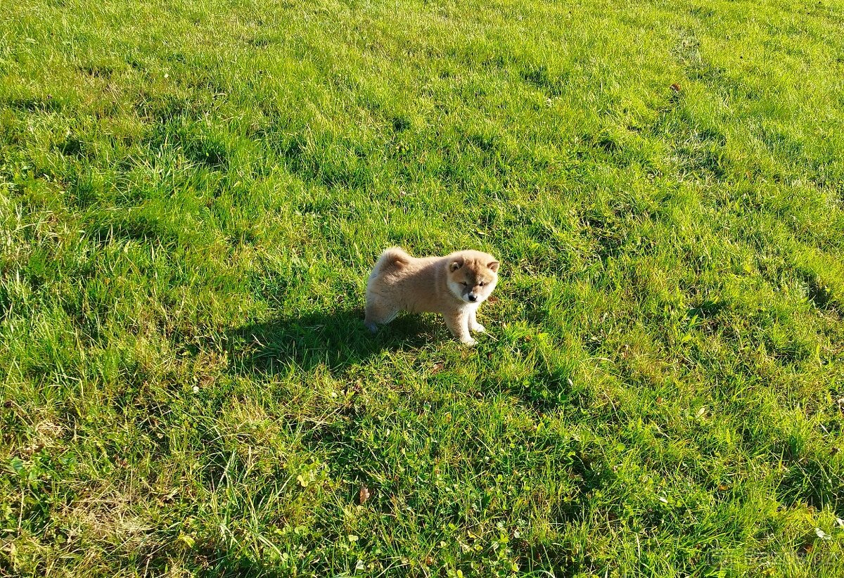 Štěňátka Shiba inu - 4