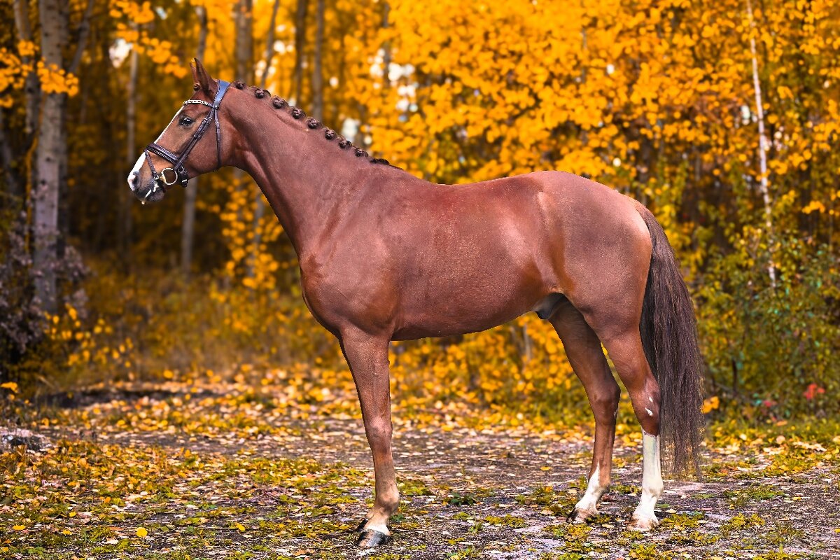 Drezurní westfálský valach - 4