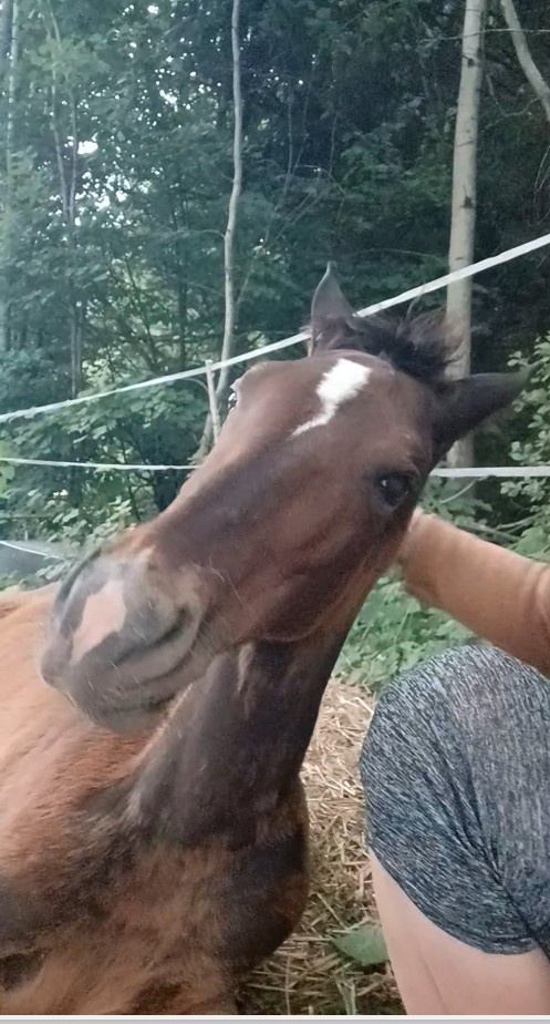 Furioso klisnička - 4