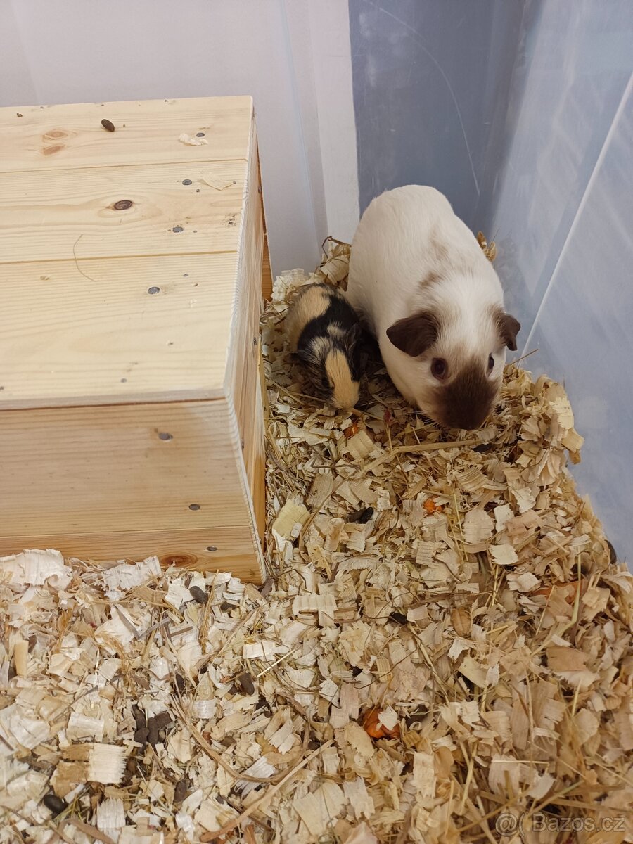 Krásná morčátka - 4