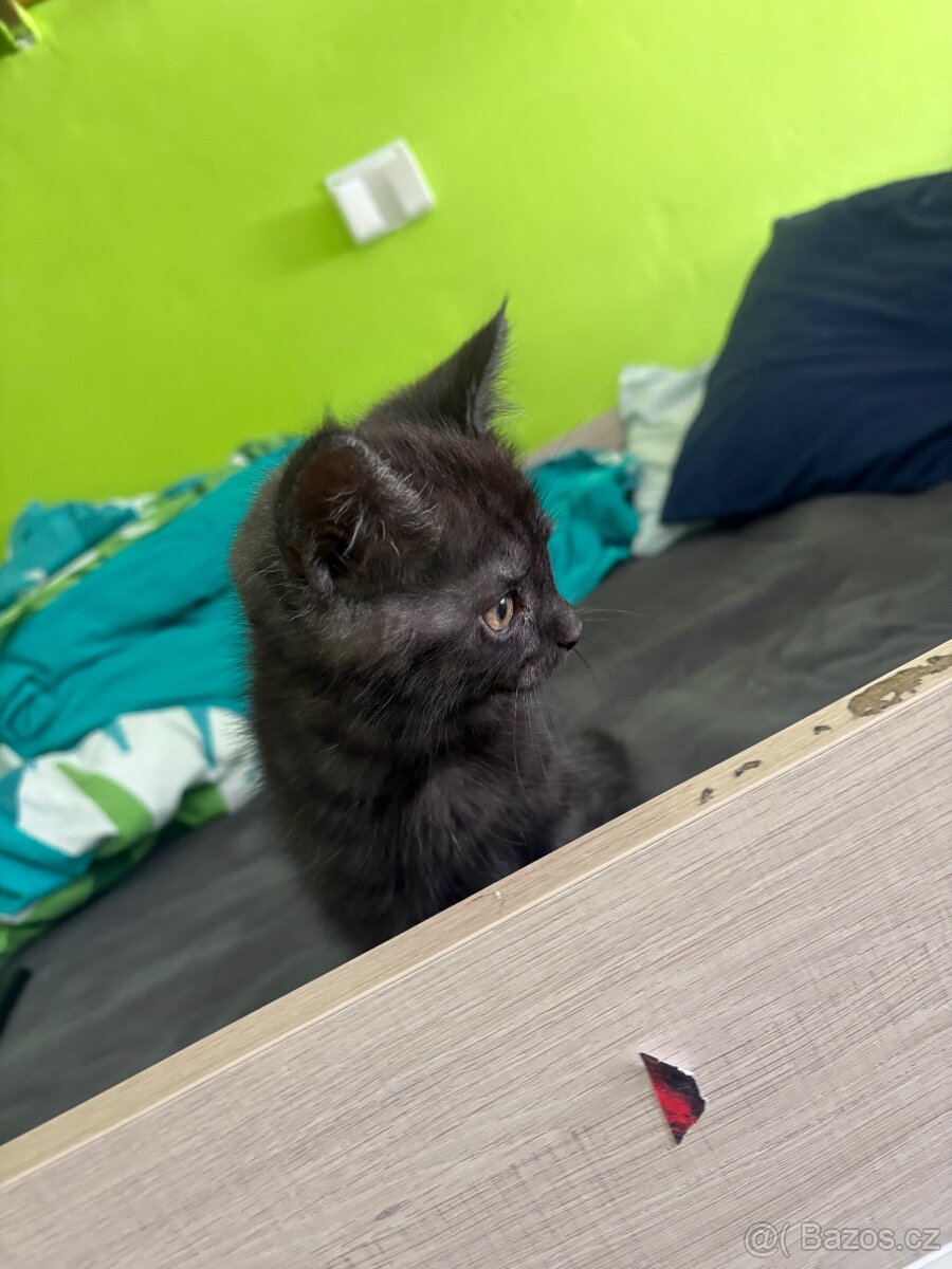 Prodám koťata - 4