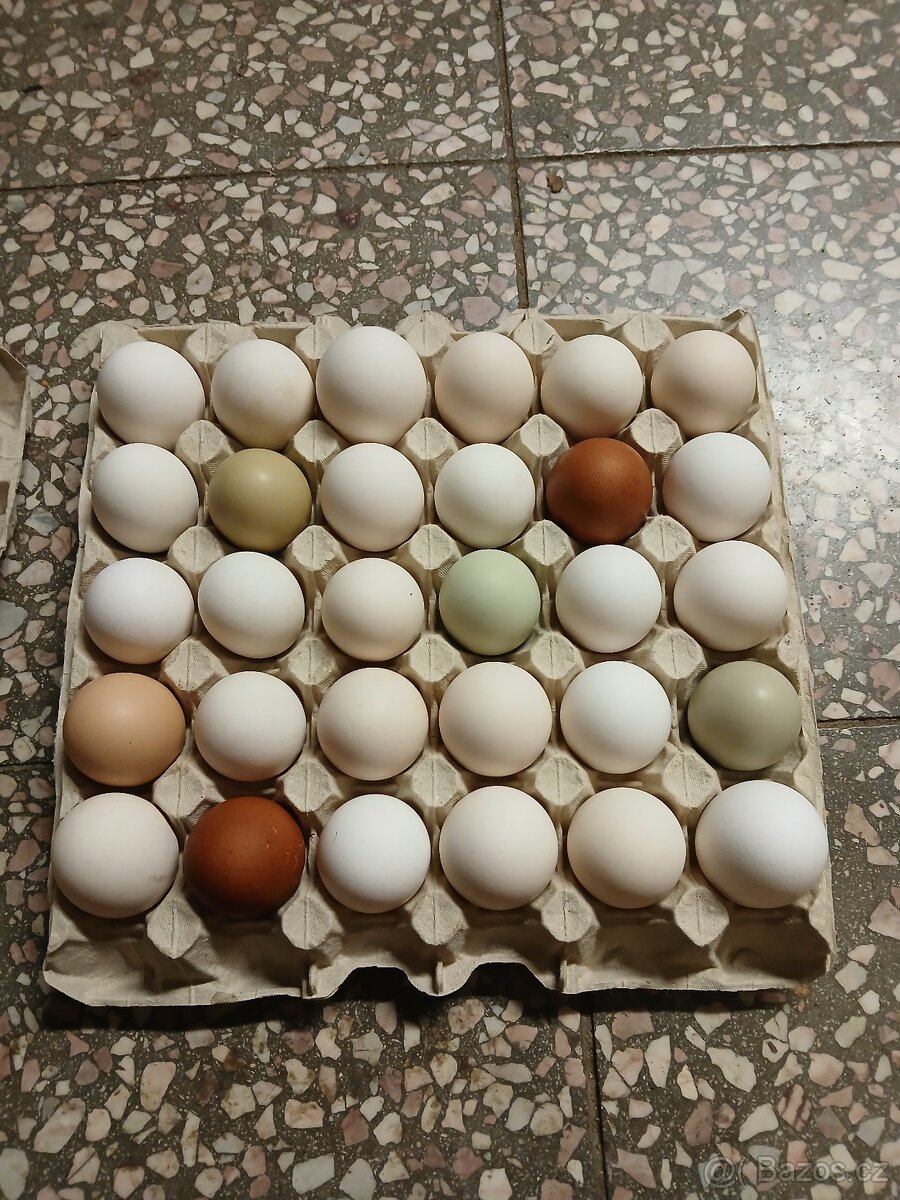 Násadová slepičí vejce - 4