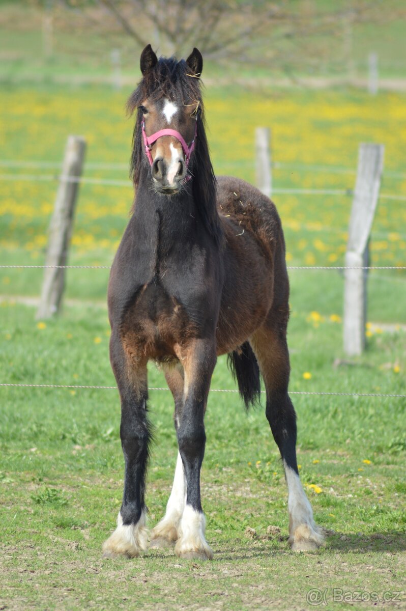 Welsh cob - kobylka - 4