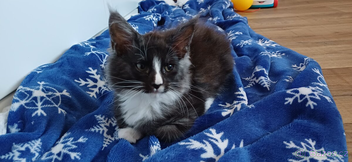 Mainská mývalí koťátka bez pp - 4