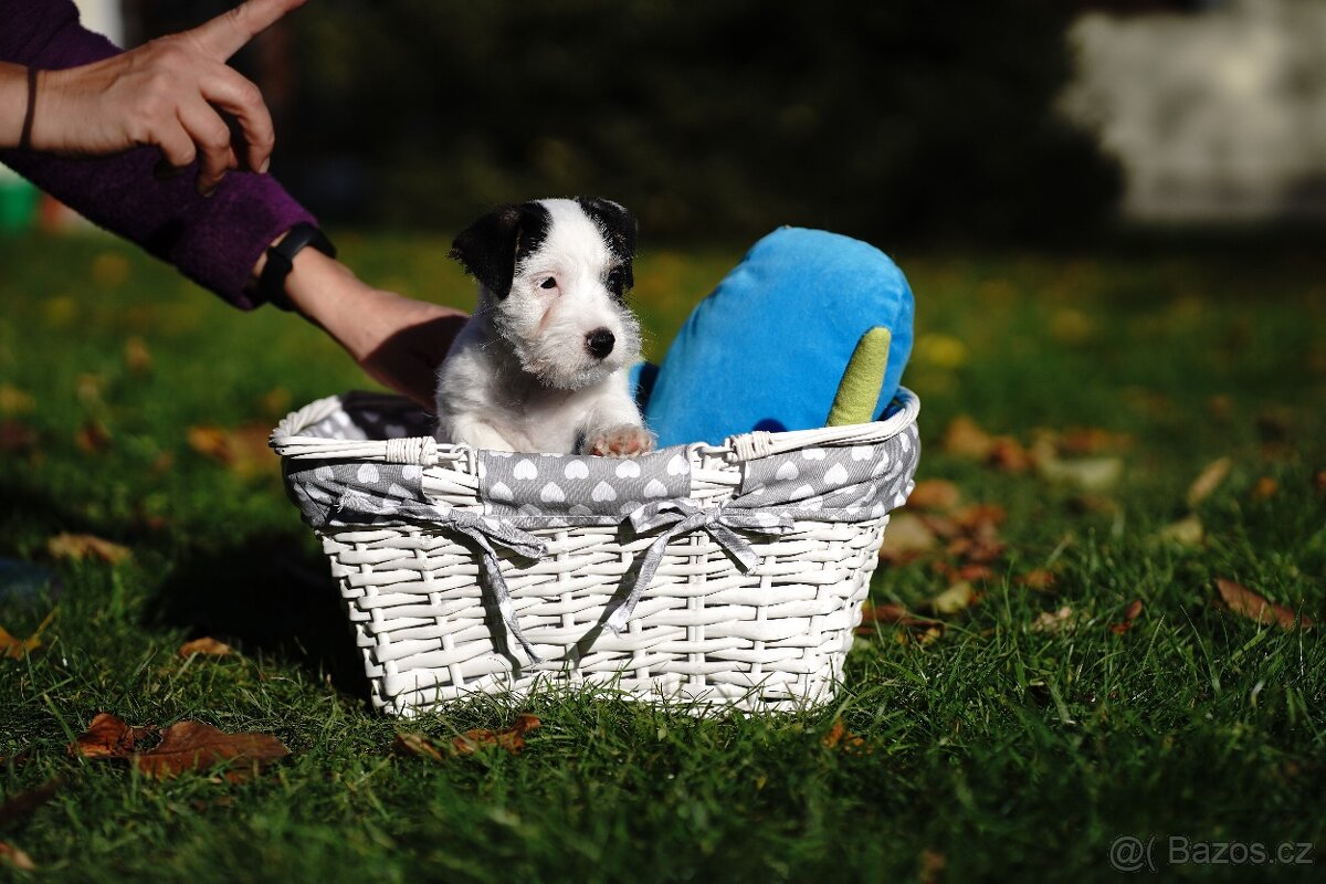Štěňátko - pejsek Jack Russell Teriéra s PP - 4