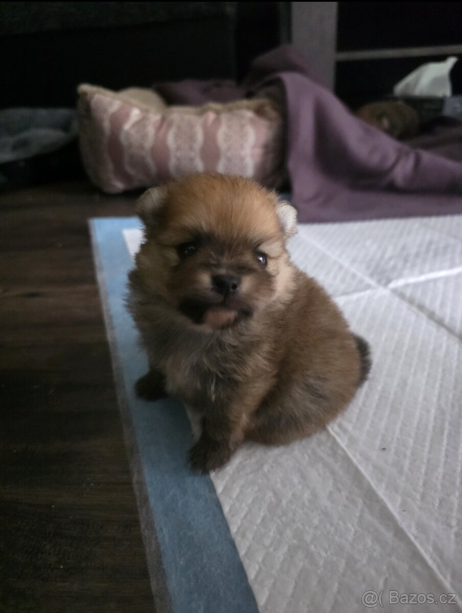 Štěňata pomeraniana - 4