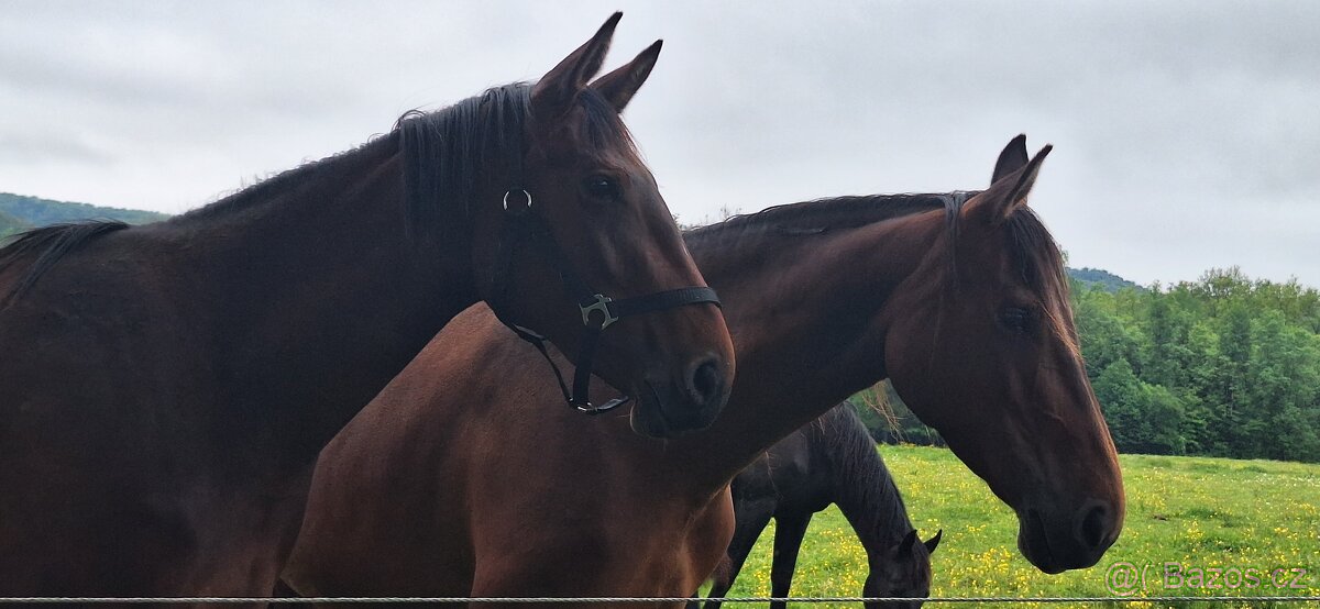 Český teplokrevník - 4