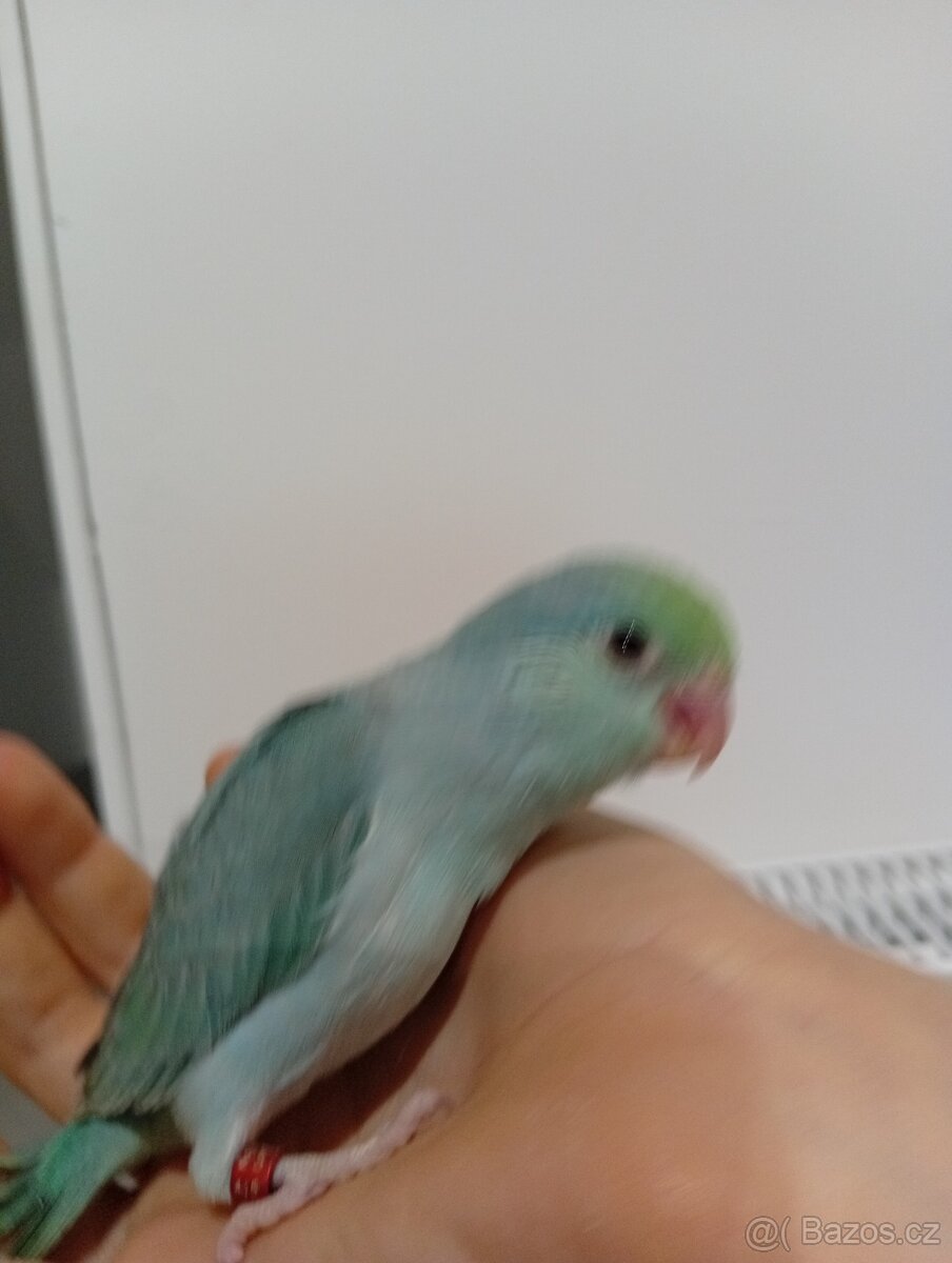 Papoušiček šedokridly - 4