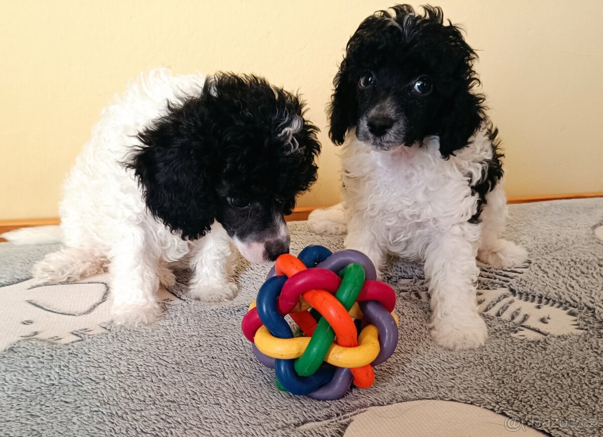 Pudl trpasličí - 4