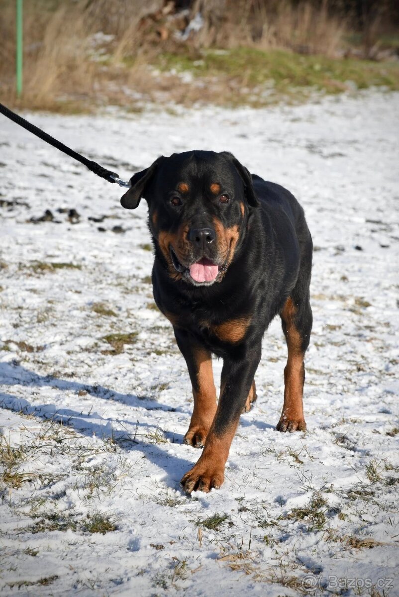 Najde rotvajler Art domov? - 4