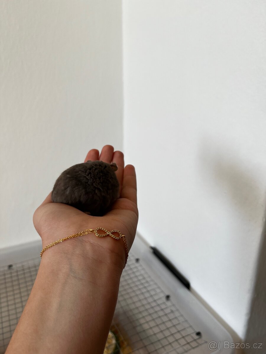 Křeček džungarský - 4