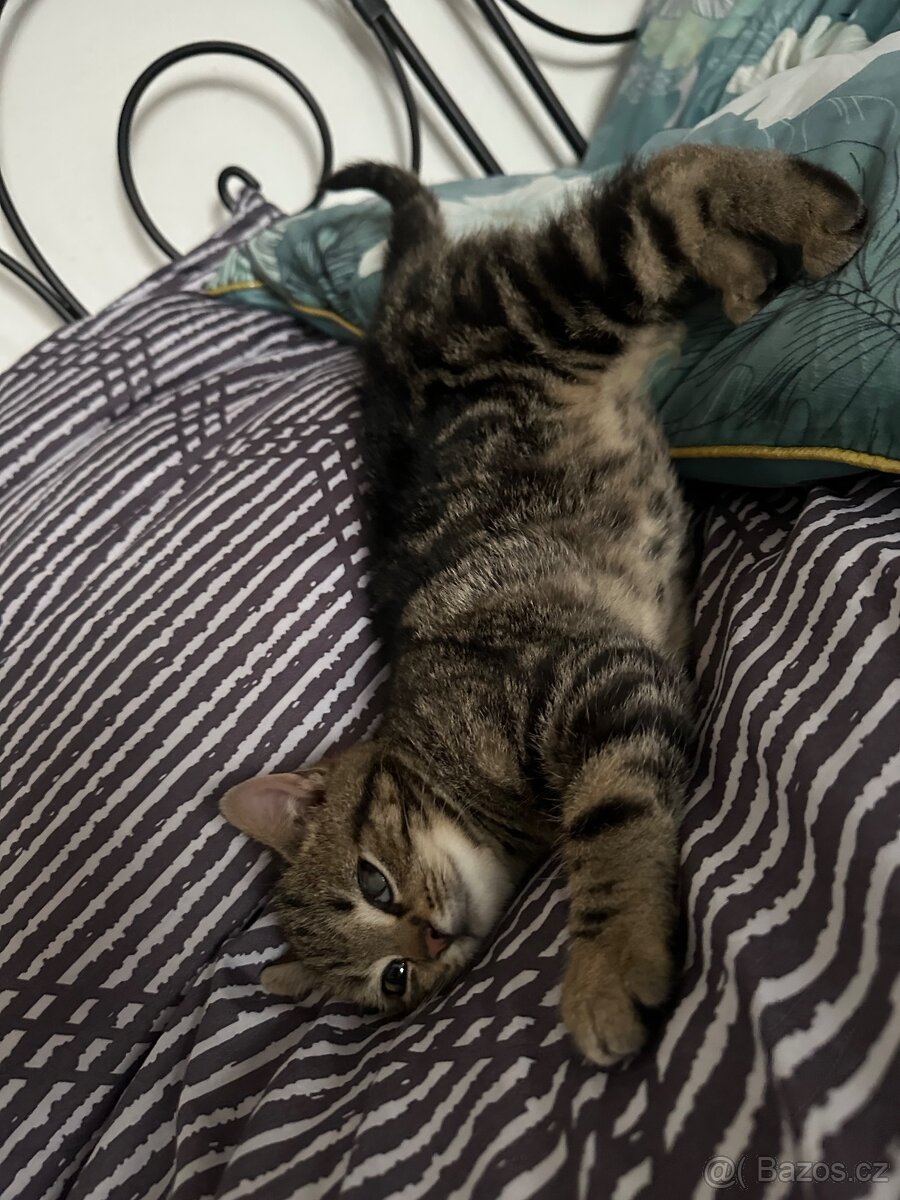 Daruji do dobrých ruk kočičku - 4