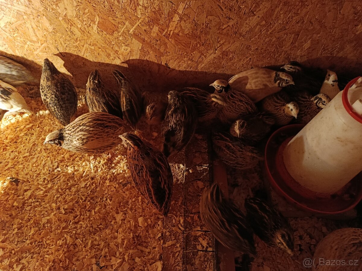 Křepelčí vajíčka , kuřátka. - 4