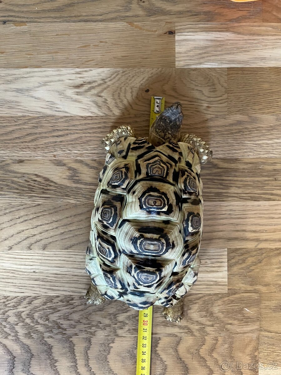 Želvy pardálí. - 4