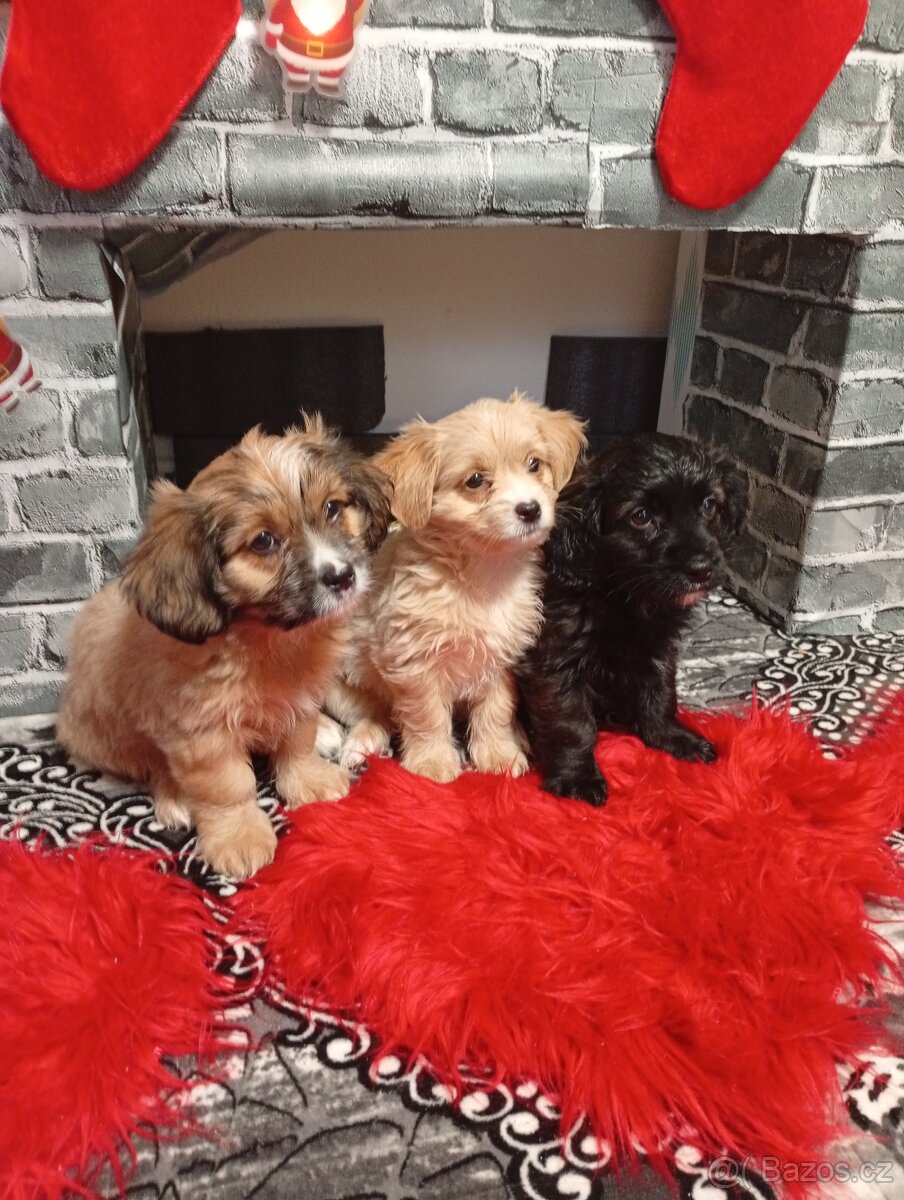 Havanský psík x Moltyploo bez PP - 4