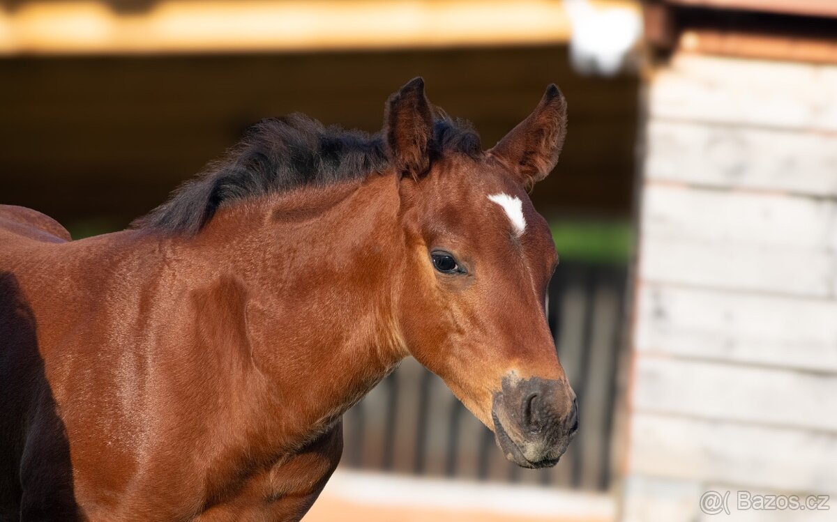 AQH hřebeček JoJo - 4