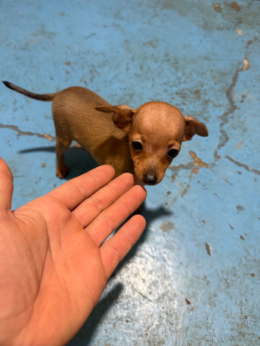 Pražský krysařík - 4