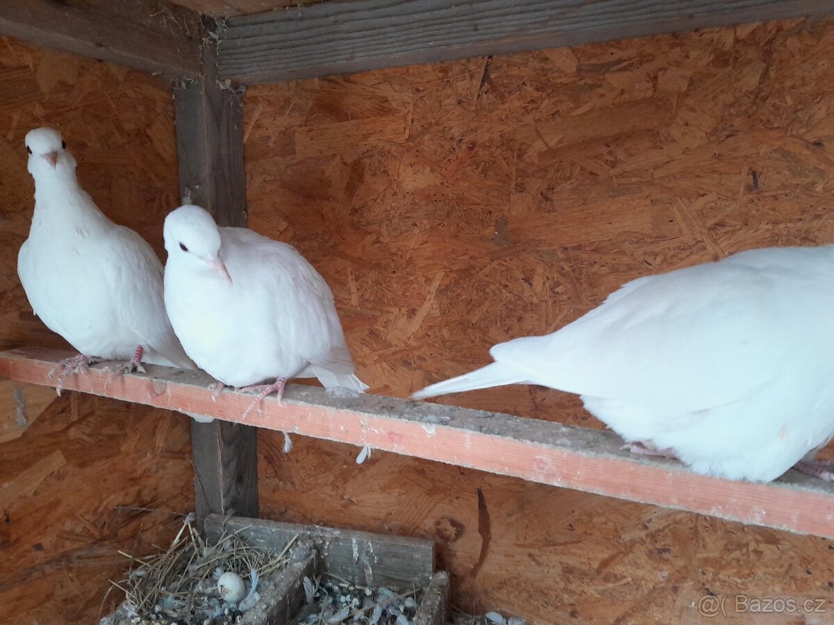 Prodám bílé hrdličky chechtavé - 4