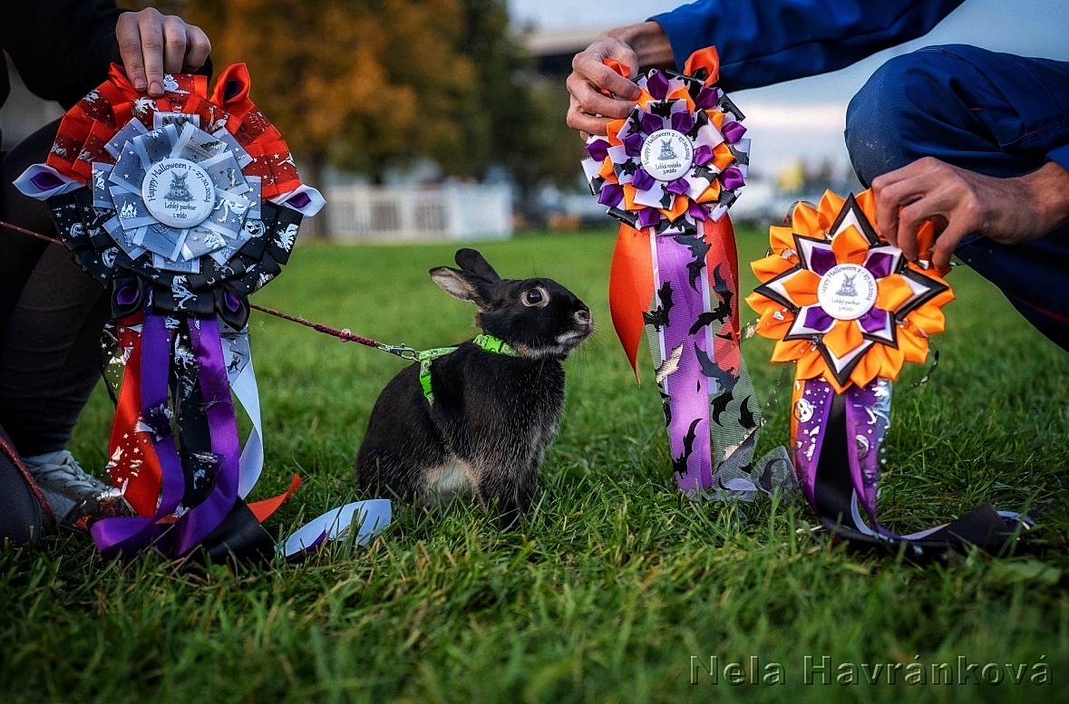 Zakrslý králík s pp - Hook - 4