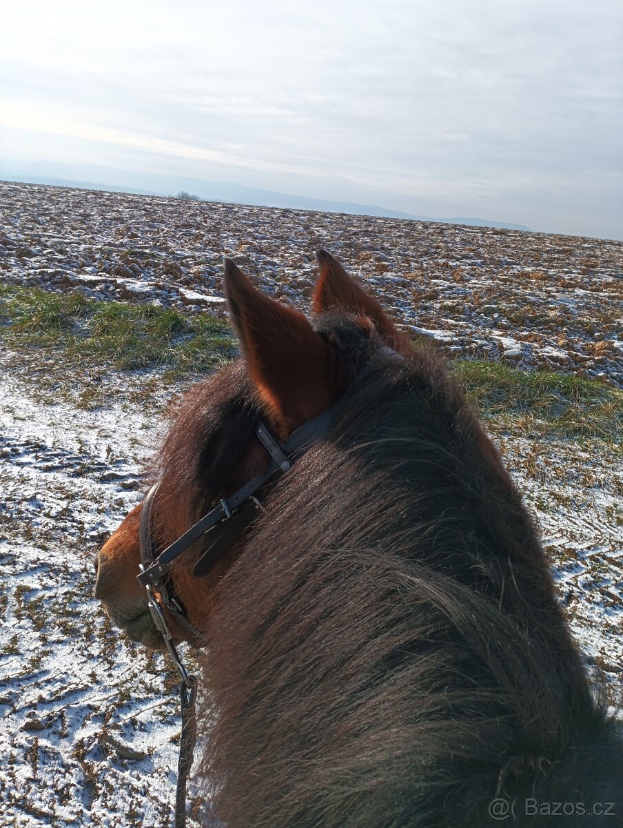 Prodej koníka - 4