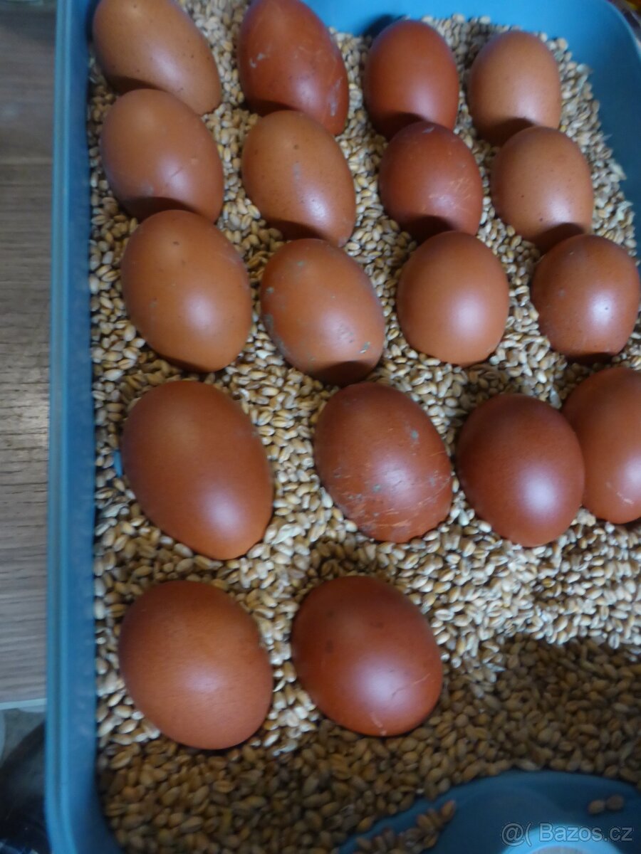 Násadová vejce Maranska - 4