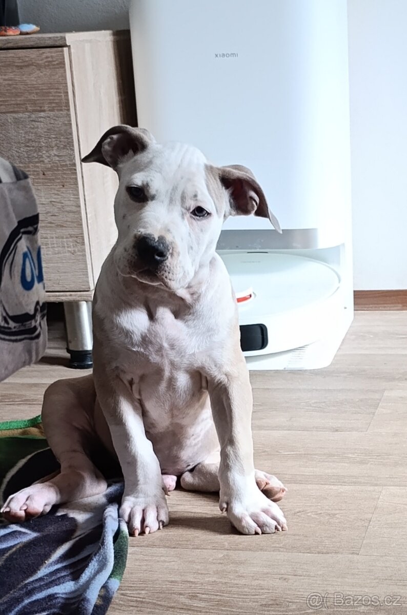 American Bully Standard - 4